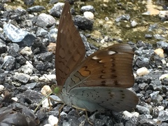 Tanaecia julii xiphiones