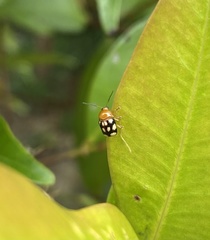 Cryptocephalus luteosignatus