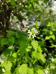 Alliaria petiolata