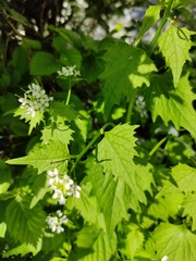 Alliaria petiolata