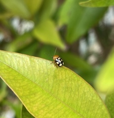 Cryptocephalus luteosignatus