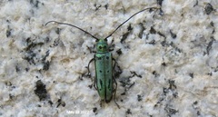 Eutetrapha metallescens
