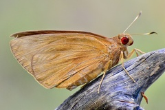 Erionota thrax