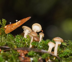 Armillaria hinnulea