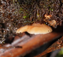 Lentinellus pulvinulus