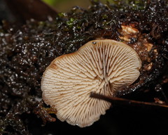 Lentinellus pulvinulus