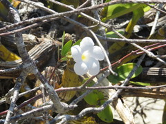 Rhabdadenia biflora