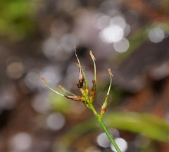 Carex austrotenella
