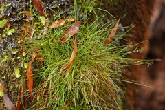 Carex austrotenella