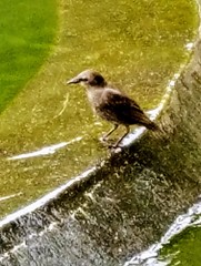 Sturnus vulgaris