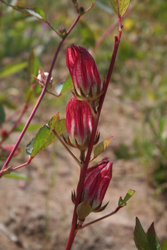 Sorrel