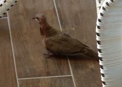 Streptopelia senegalensis