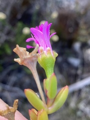 Ruschia leptocalyx