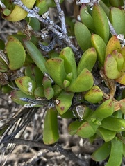 Ruschia leptocalyx