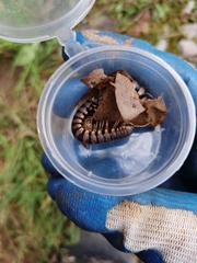Polylobosoma