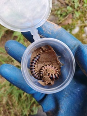 Polylobosoma