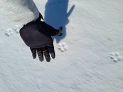 Vulpes lagopus lagopus