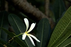 Plumeria filifolia