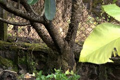 Plumeria filifolia