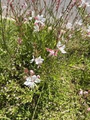 Oenothera lindheimeri