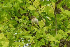 Ficedula hypoleuca