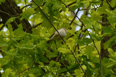Ficedula hypoleuca