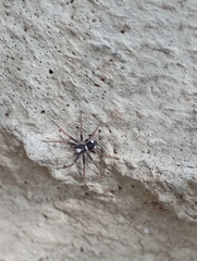 Pulchellodromus bistigma