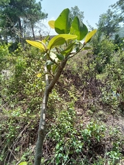 Magnoliopsida