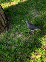 Columba livia domestica