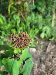 Clerodendrum bungei