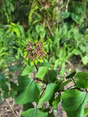 Clerodendrum bungei
