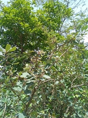 Magnoliopsida