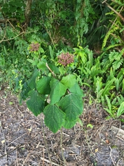 Clerodendrum bungei