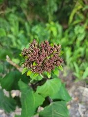 Clerodendrum bungei