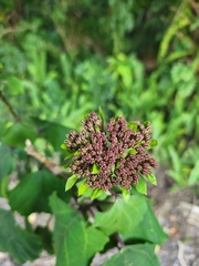 Clerodendrum bungei