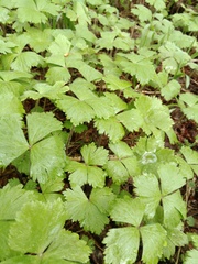 Anemonastrum baicalense