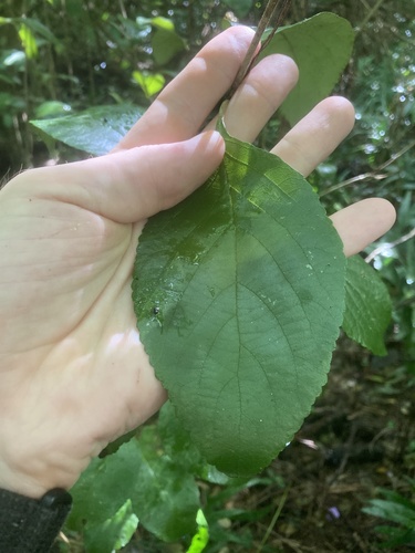 Callicarpa glabra iNat (2)