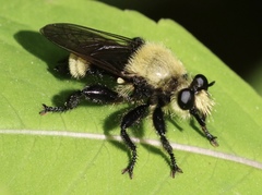 Laphria posticata