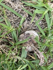 Lepiota brunneoincarnata