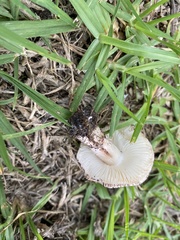 Lepiota brunneoincarnata