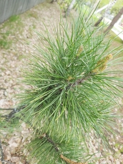Pinus sibirica