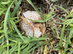 Lepiota brunneoincarnata
