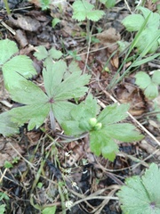Anemonastrum baicalense