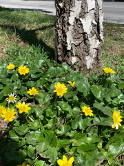 Ficaria verna