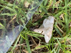Lepiota brunneoincarnata