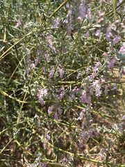 Teucrium creticum