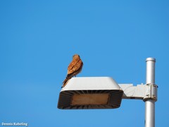 Falco tinnunculus dacotiae