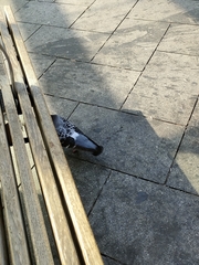 Columba livia domestica