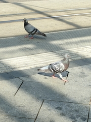 Columba livia domestica