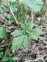 Anemonastrum baicalense